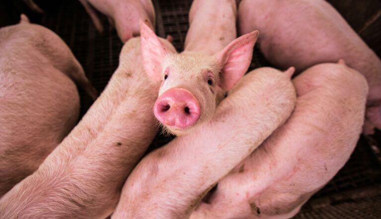 First Pig Lung Transplant into Human Achieved