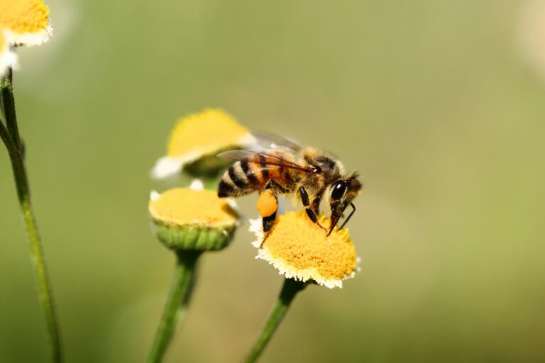 Wild Bees Balance Diet by Visiting Different Flowers