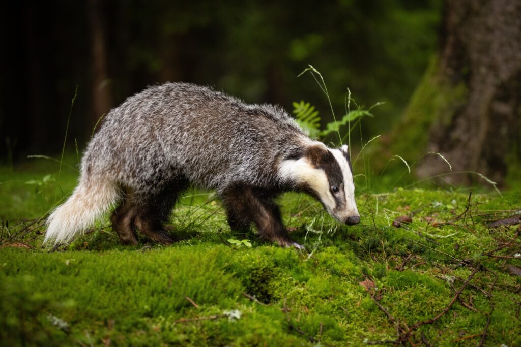 Labour could end badger cull with Covid-style testing and vaccines, report finds