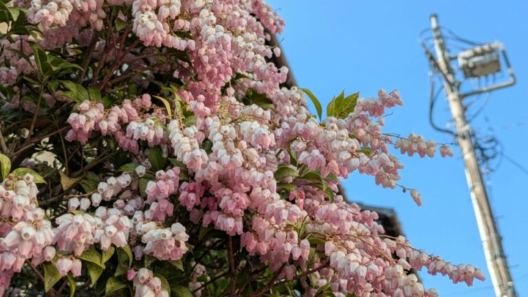 Japan Unveils Free Domestic Flight Initiative