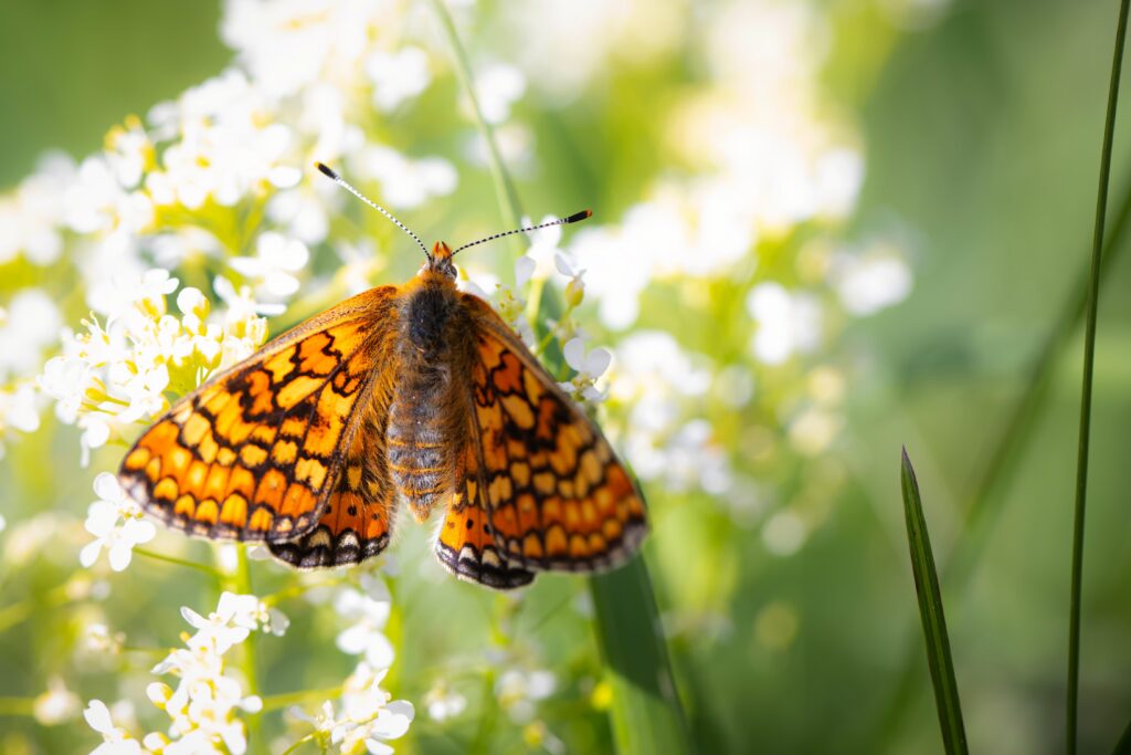 Good Weather Boosts Rare Marsh Fritillary Butterfly