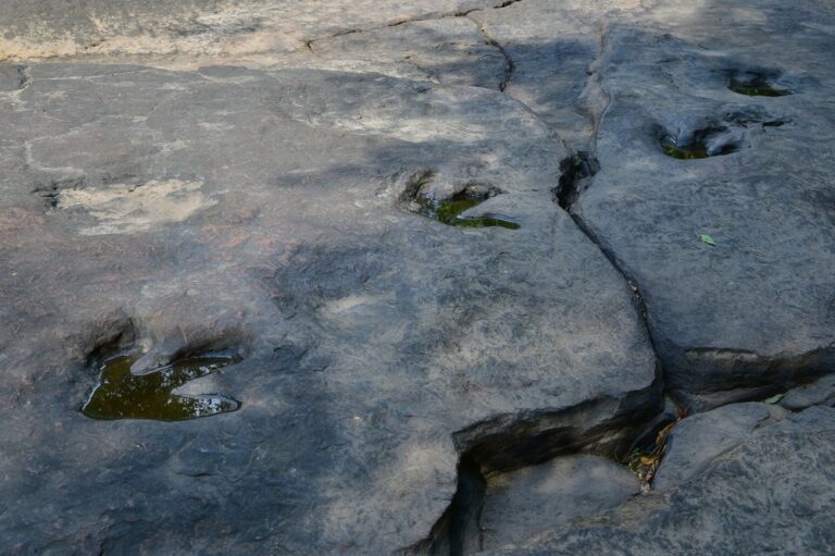 AI DinoTracker App Identifies Dinosaurs From Ancient Footprints